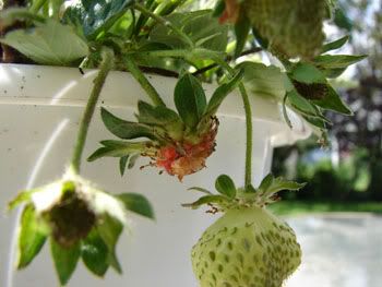 The remnants of a once-delicous strawberry.