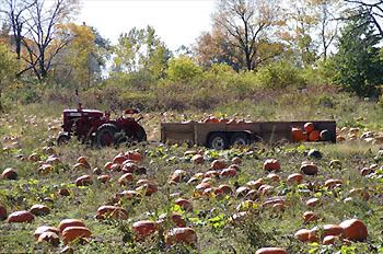 A tractor giving birth in its natural environment.