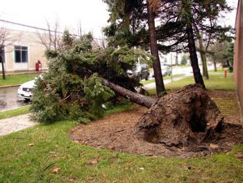 Peek-a-boo! An Altima peeks through fallen pine branches.