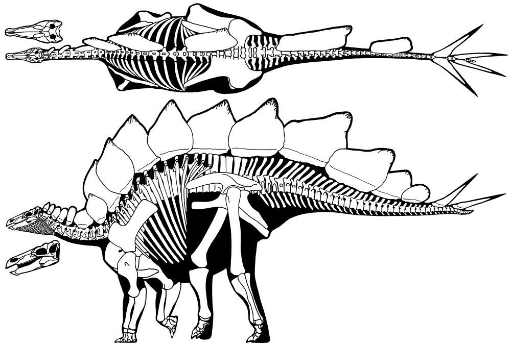 stegosaurus_stenops2_zps8e1b9269.jpg
