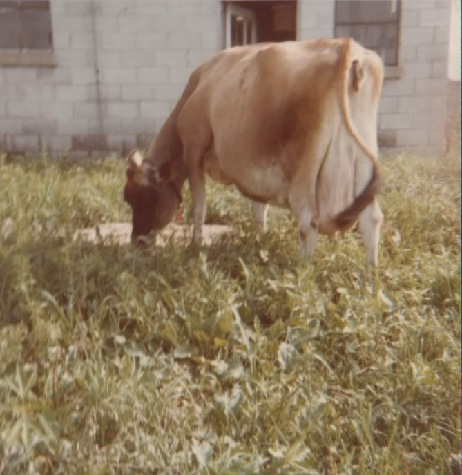 Huron County's Famous Jersey Cow
