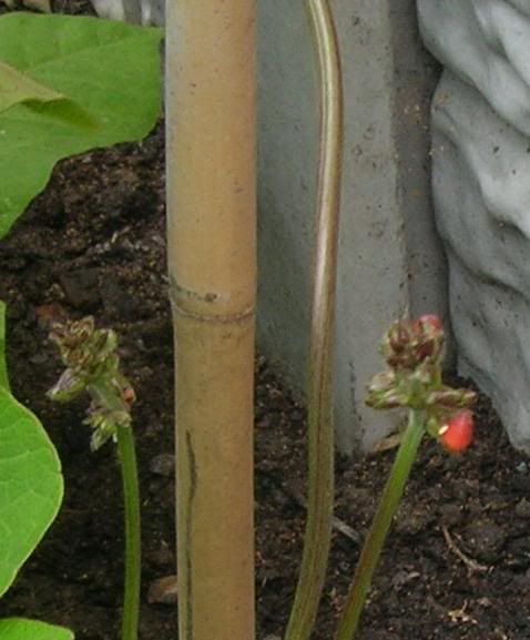 Beanflower.jpg