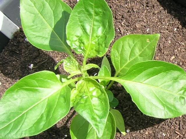 ChilliAphid.jpg