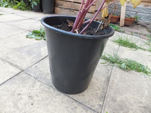 DSCF1054.jpg