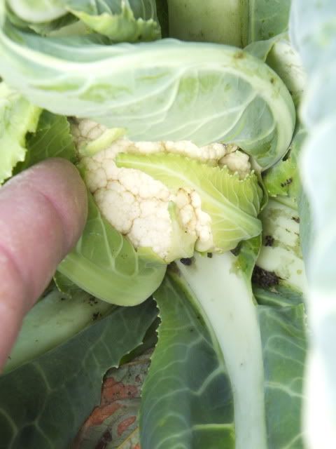 DSCF1068.jpg