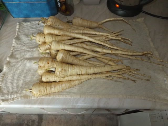 DSCF3167.jpg