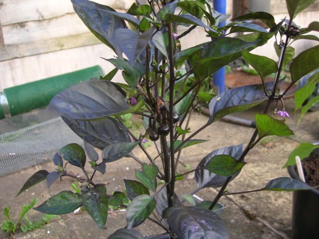 DSCN1091.jpg