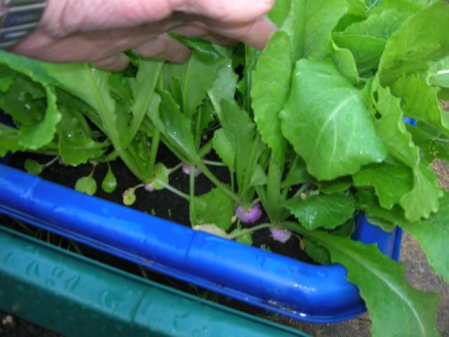 DSCN1095.jpg