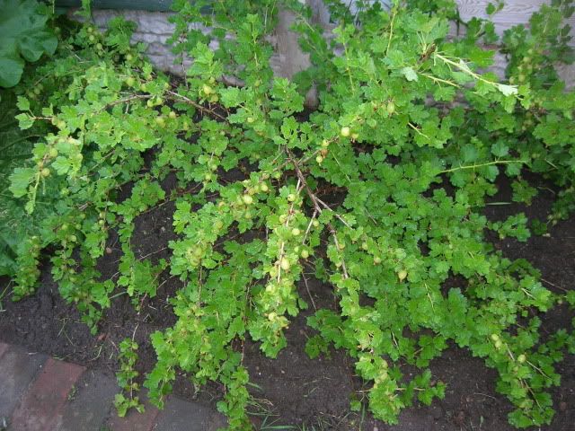 DSCN1096.jpg