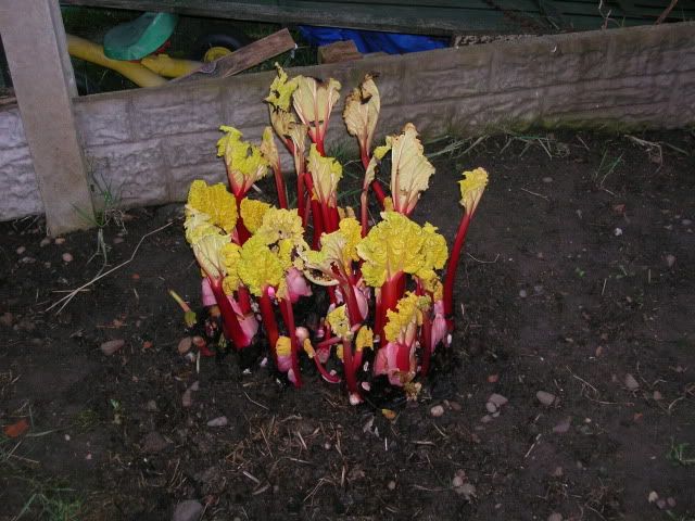 DSCN1100-1.jpg