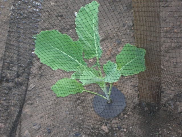 DSCN1133.jpg