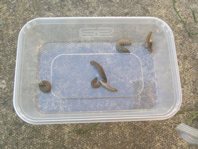 DSCN1135.jpg