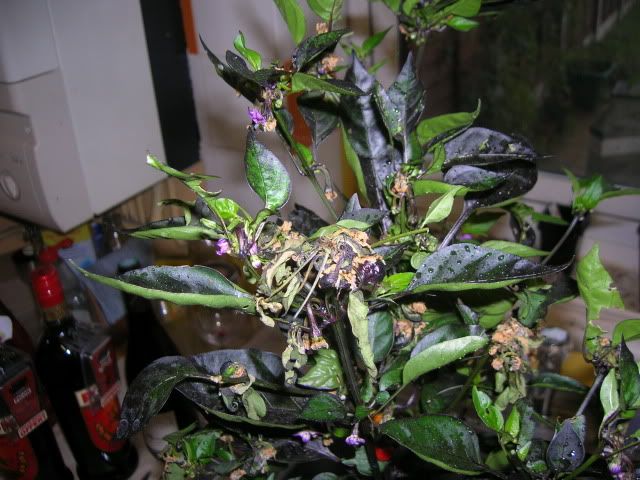 DSCN1143.jpg