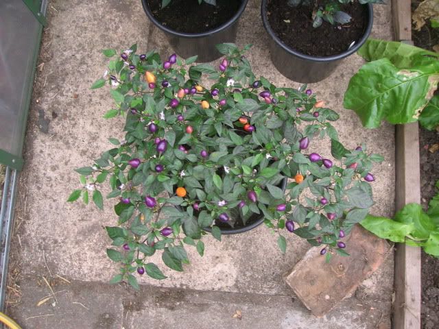 DSCN1163.jpg