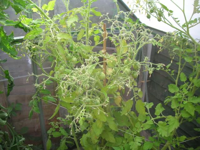 DSCN1168.jpg