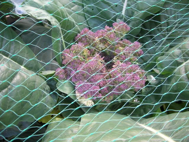 DSCN1181.jpg