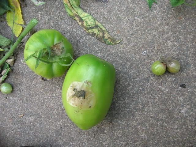 DSCN1184.jpg