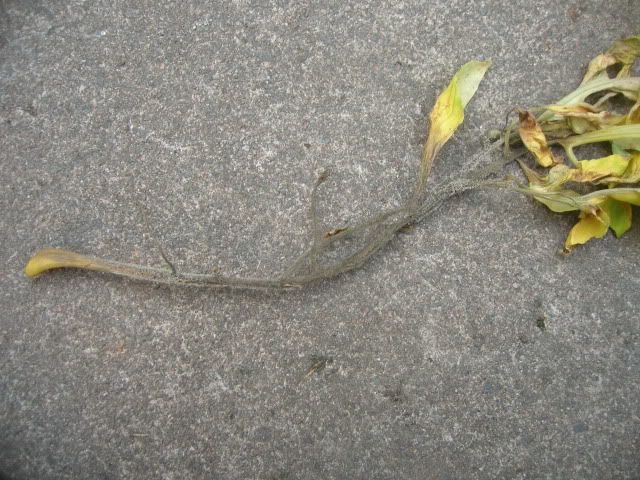 DSCN1185.jpg