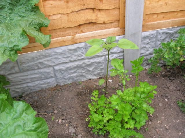 DSCN1333.jpg