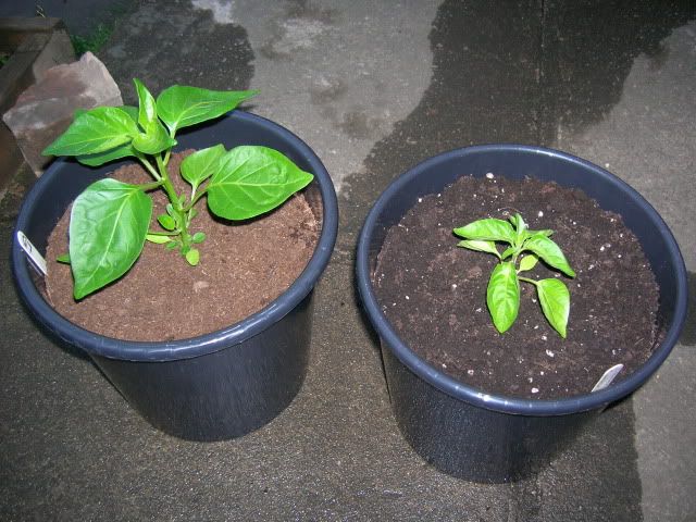 DSCN1348.jpg