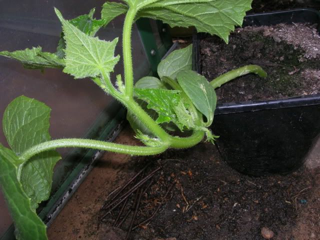 DSCN1354.jpg