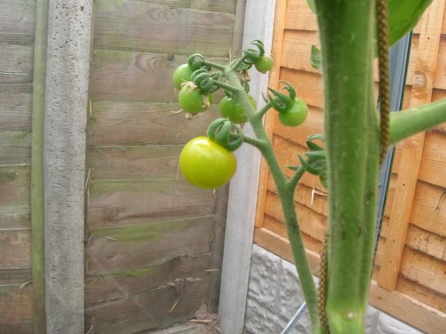 DSCN1435.jpg