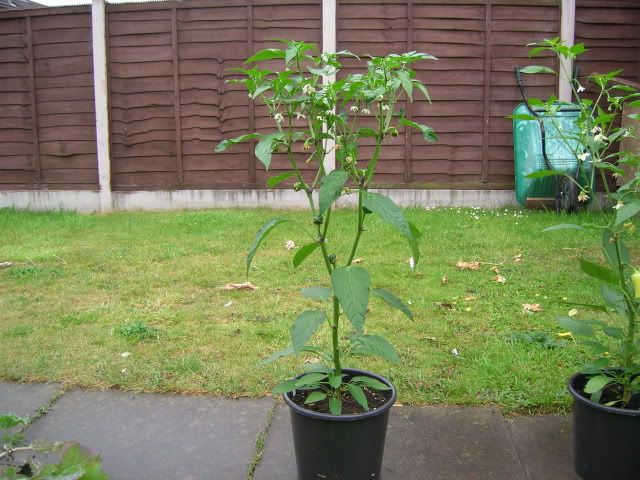 DSCN1464.jpg