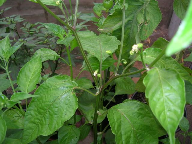 DSCN1465.jpg