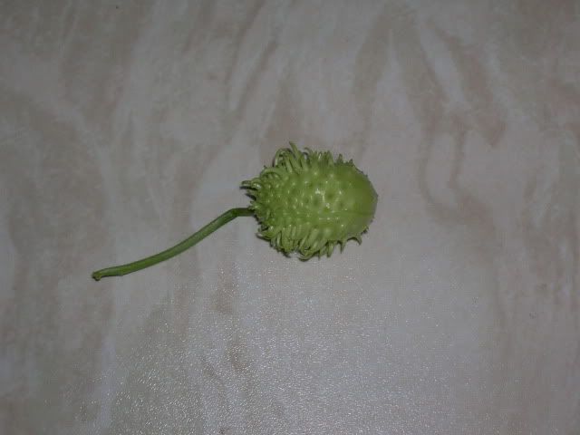 DSCN1480.jpg