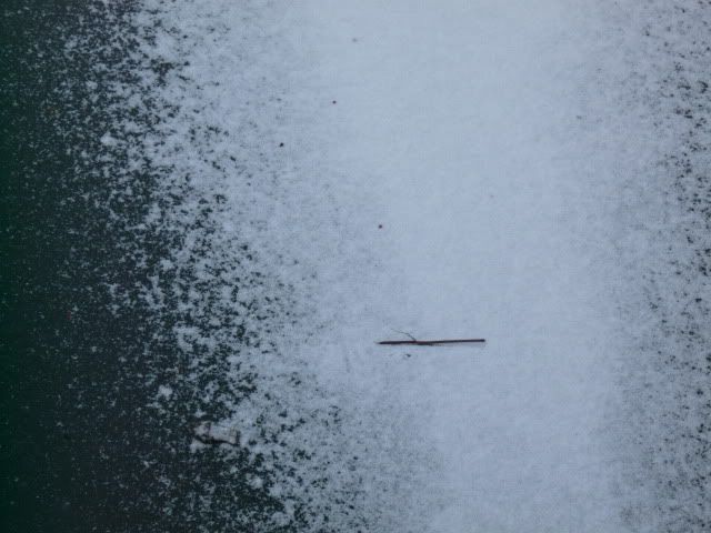 P1000429.jpg
