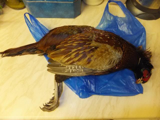 Pheasant_zps89ecd76c.jpg