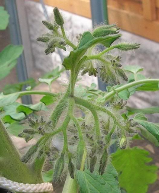 RCPflowers.jpg