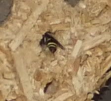 Smallbee.jpg