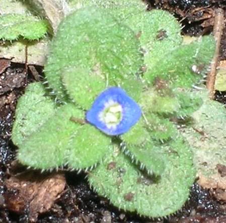Unknownflower2.jpg