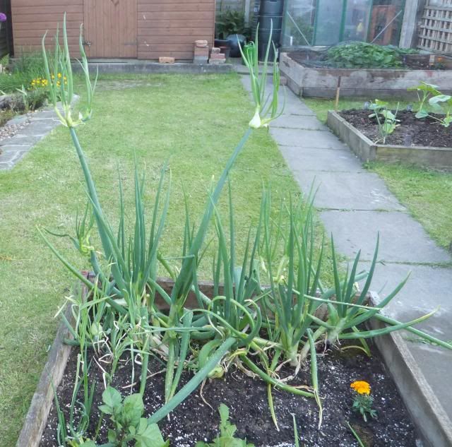 Walkingonions_zps4f5ca38c.jpg