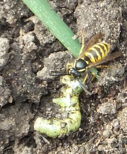Wasp3.jpg