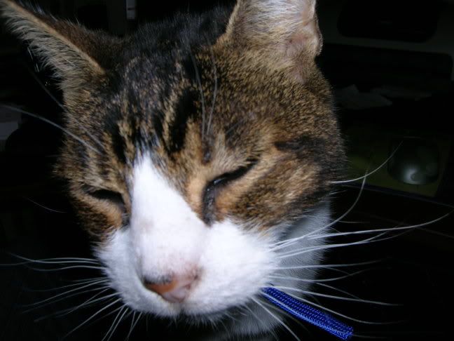 cat011.jpg