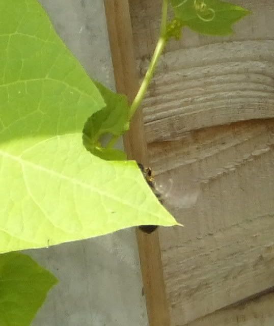 leafcutter.jpg