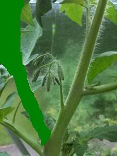 tomatoflowers.jpg