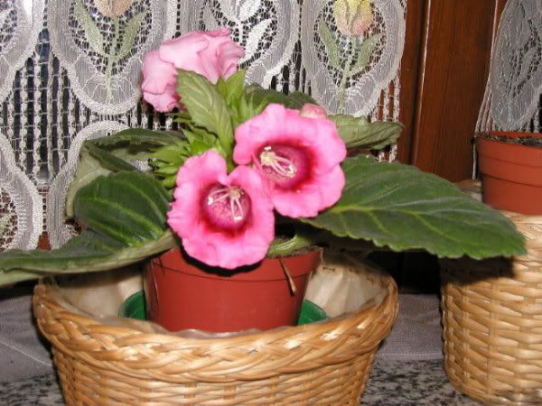 gloxinia1.jpg