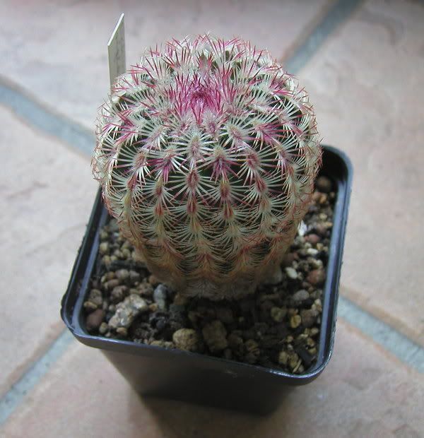 echinocereusrigidissimun.jpg