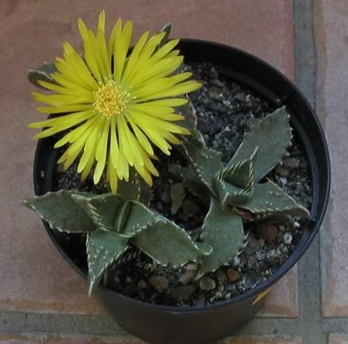 faucaria.jpg