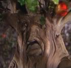 Tree-1.jpg