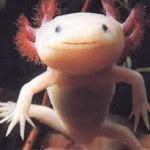 AXOLOTL.jpg