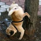 dog-pee-upside-down-1.jpg