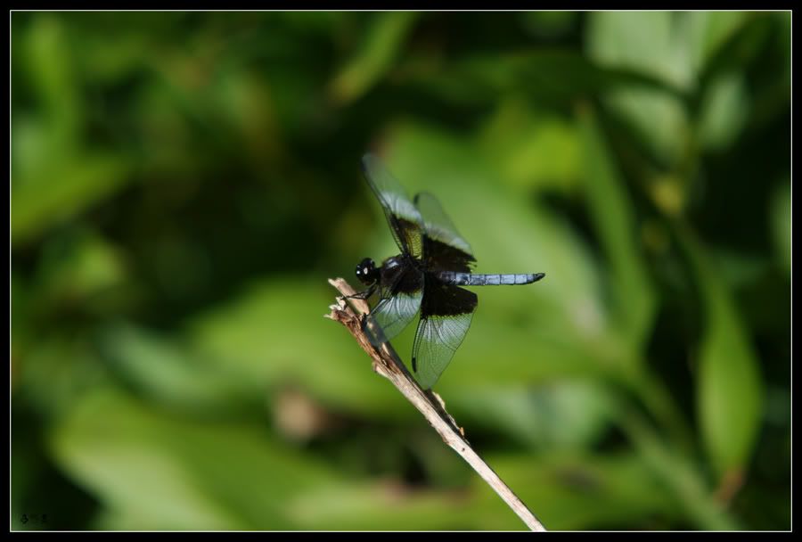 IMAGE: http://i22.photobucket.com/albums/b341/onefivealive/Img_4354WEB.jpg