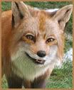 The Fox