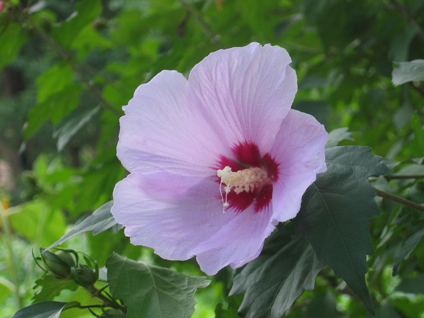 Flowering Hibiscus Korea\'s National Flower Photo by bigducksmallpond Photobucket