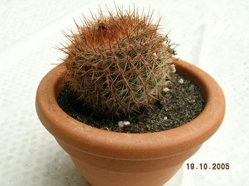 notocactus_succineus.jpg