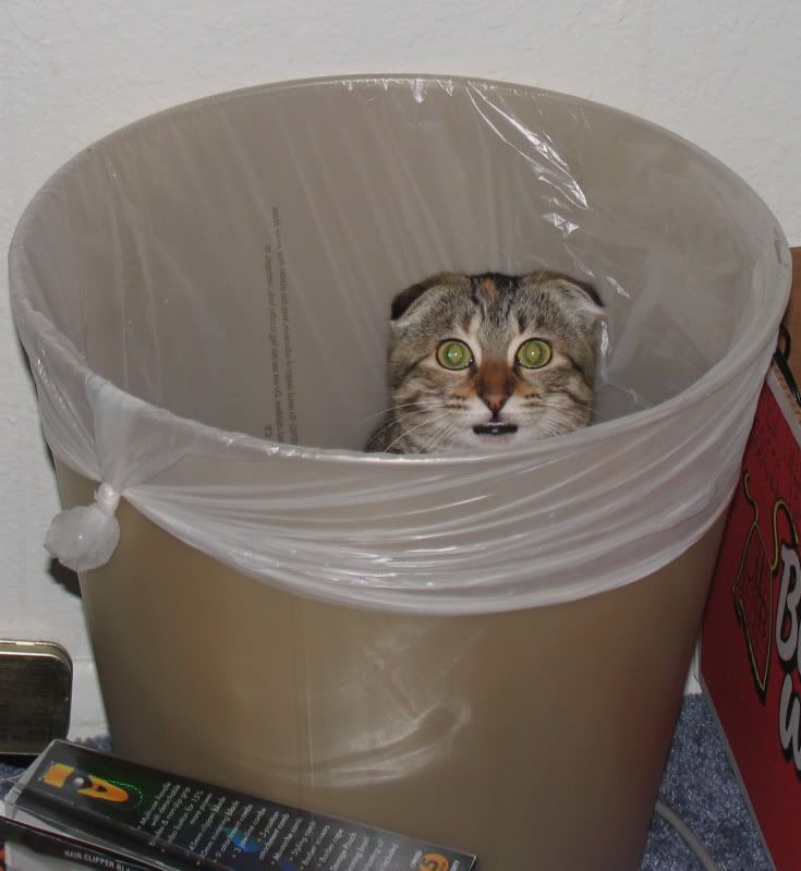 Garbage Cat! Pictures, Images and Photos